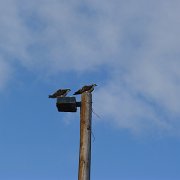 Osprey. : Baja2011